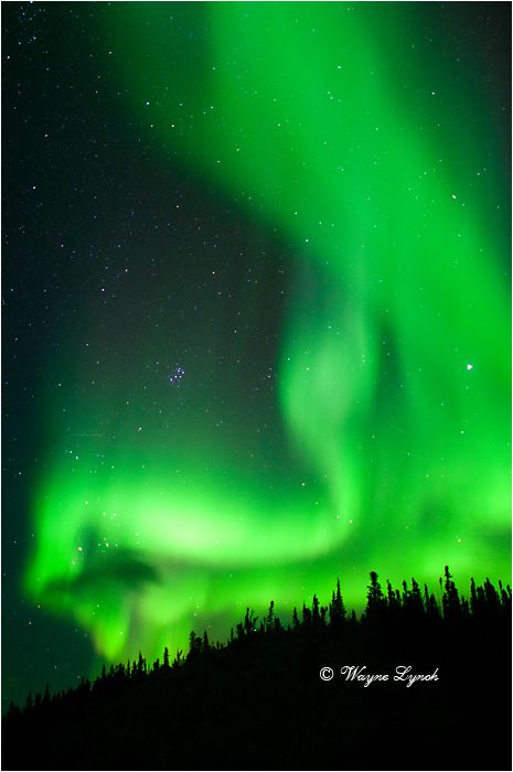 Aurora Borealis by Dr. Wayne Lynch &copy;